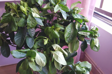 栀子干叶是什么原因造成的