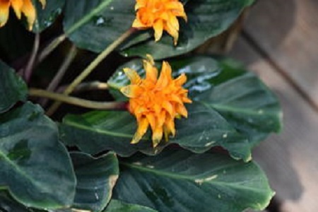 黄苞花的养殖方法