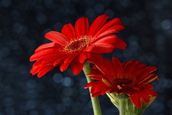 非洲菊的水肥管理(非洲菊的水养方法)