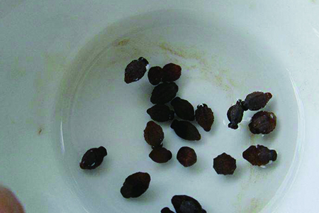 康乃馨怎么种子怎么种