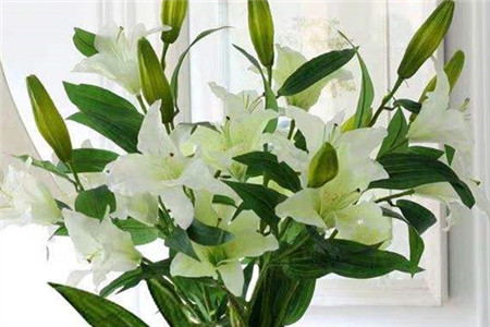 香水百合真的有毒吗