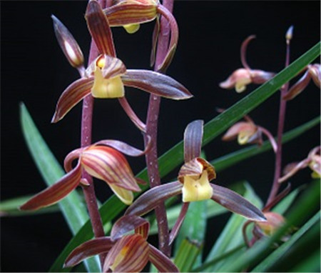 墨兰的种子是什么样子的?