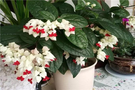 吐珠子消除的游戏叫什么