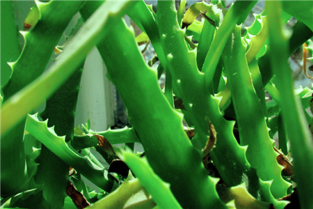 芦荟的功效与作用百度百科