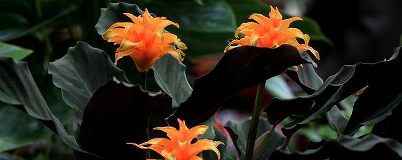 黄苞竹芋的养殖方法和注意事项(黄苞花的养殖方法)