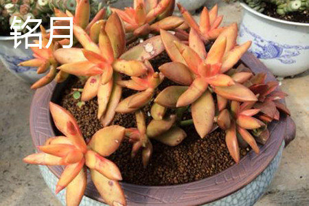 铭月与黄丽区别