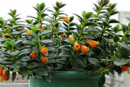 吊兰小金鱼咋样栽