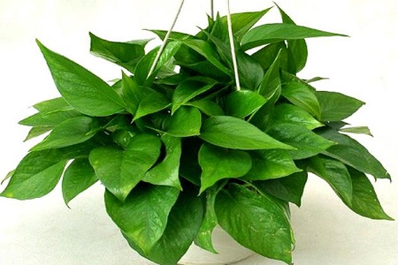 绿萝能不能放鱼缸里养