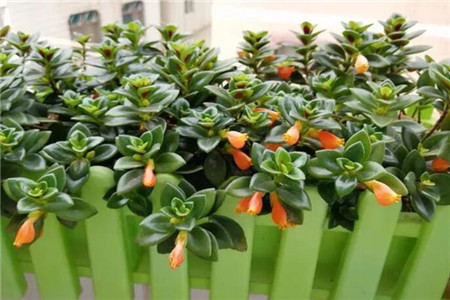 吊兰小金鱼咋样栽