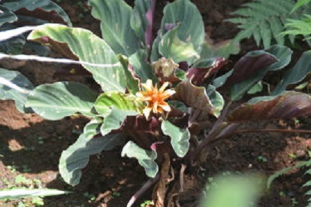 黄苞花的养殖方法