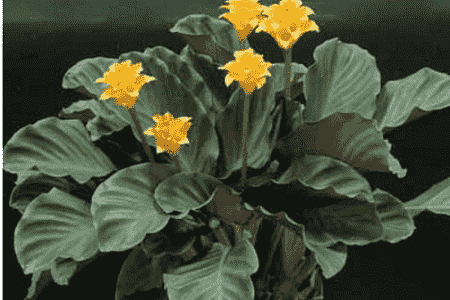 黄苞花的养殖方法