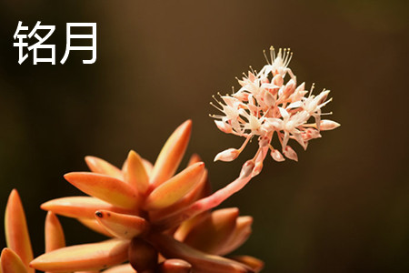 铭月与黄丽区别