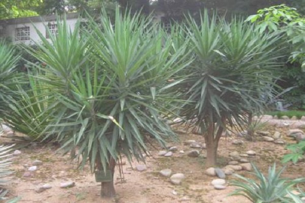 荷兰铁的风水作用(荷兰铁适合在家养吗?)