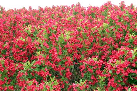 红王子锦带的养殖方法和注意事项图片