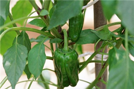 黄色菜椒的功效与作用