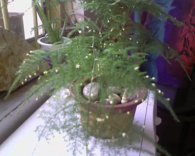 虎皮兰和文竹哪个好养