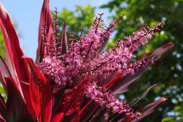 朱蕉开花吗(朱蕉花期)