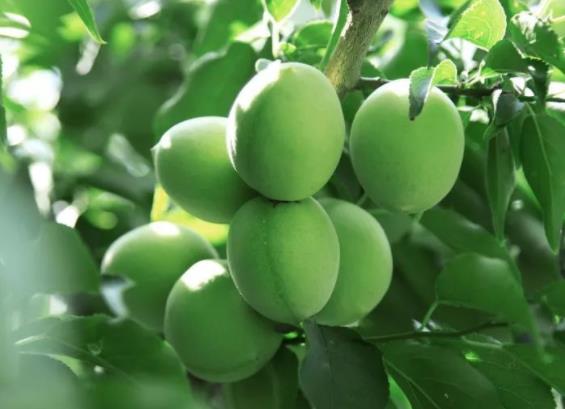 胃不好可以吃青梅吗吃青梅注意什么(胃不好能吃青梅精吗)
