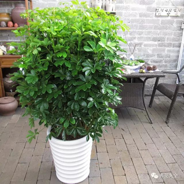 虎皮兰和文竹哪个好养