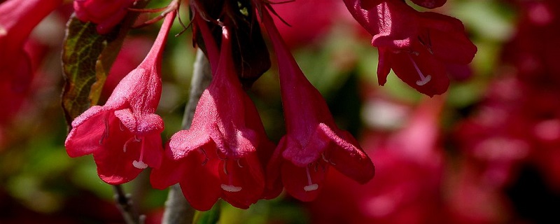 红王子锦带的养殖方法和注意事项(红王子锦带的养殖方法和注意事项图片)