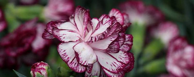 康乃馨种子的种植方法：怎么催芽需要泡水吗(康乃馨怎么种子怎么种)