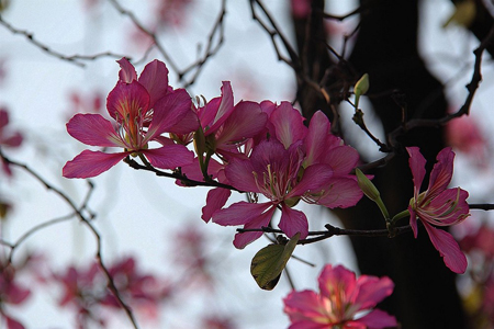 羊蹄甲图片与功效