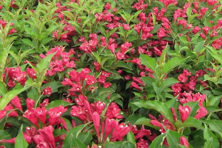 红王子锦带的养殖方法和注意事项图片