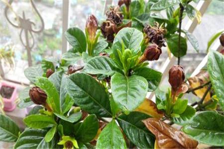 栀子干叶是什么原因造成的