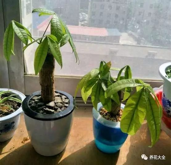 虎皮兰和文竹哪个好养