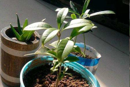 桂花树怎么扦插生根快