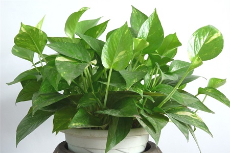 绿萝能不能放鱼缸里养