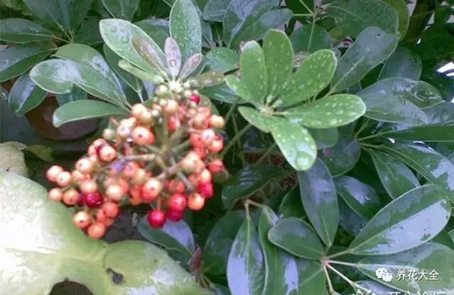 虎皮兰和文竹哪个好养