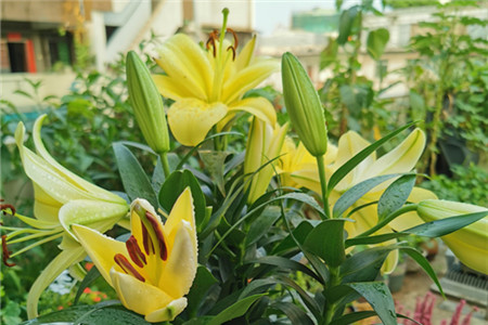 香水百合真的有毒吗