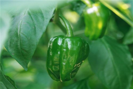 黄色菜椒的功效与作用