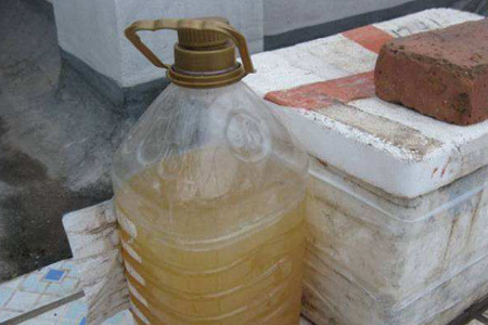 淘米水水培绿萝的用法