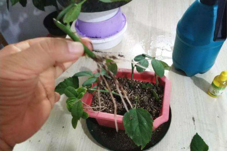 桂花树怎么扦插生根快