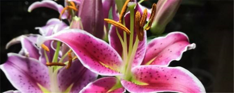 香水百合有毒吗香水百合图片(香水百合真的有毒吗)