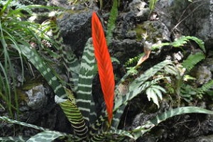 虎纹凤梨的养殖方法及注意事项图片