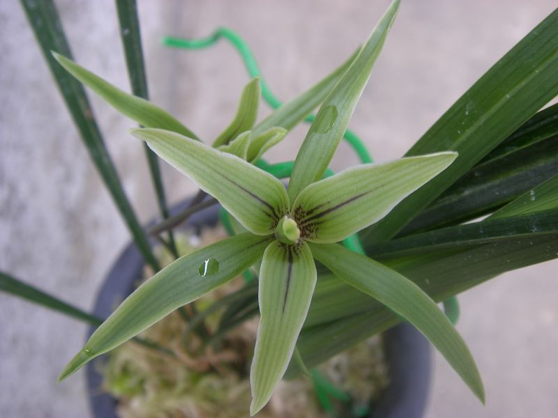 寒兰发芽怎么养护