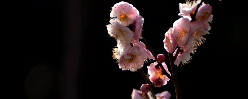 梅花适合种在庭院吗种在庭院中怎么养(梅花栽在庭院什么方位)