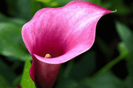 红马蹄莲图片大全