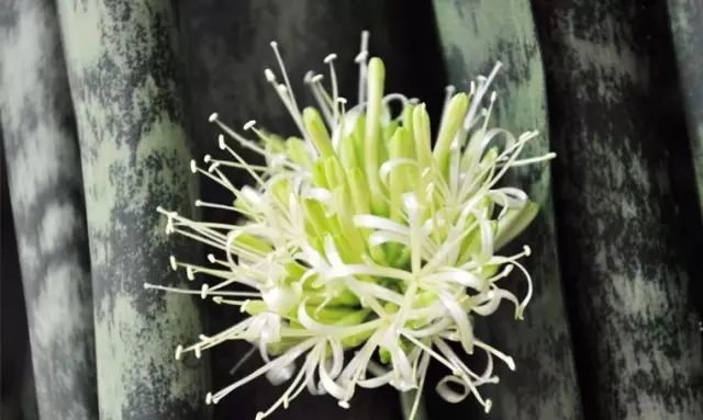 虎皮兰和文竹哪个好养