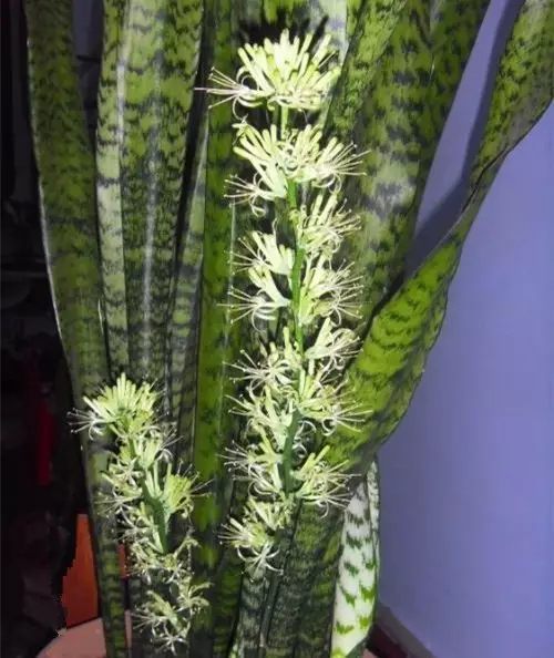 虎皮兰和文竹哪个好养