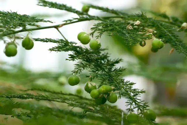 虎皮兰和文竹哪个好养