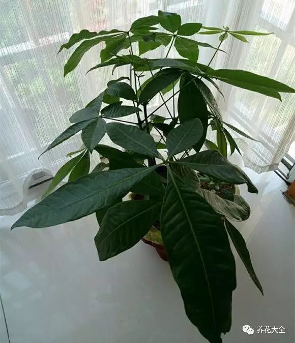 虎皮兰和文竹哪个好养