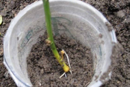 鸭掌木叶插多久生根