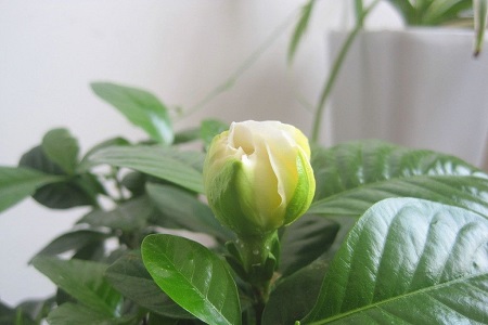 栀子干叶是什么原因造成的