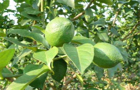 柠檬的品种和图片大全