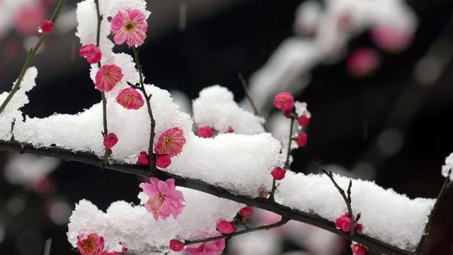 梅花叶子发黄怎么办黄叶枯萎的原因及补救办法(我的梅花叶子泛黄脱落是什么原因)