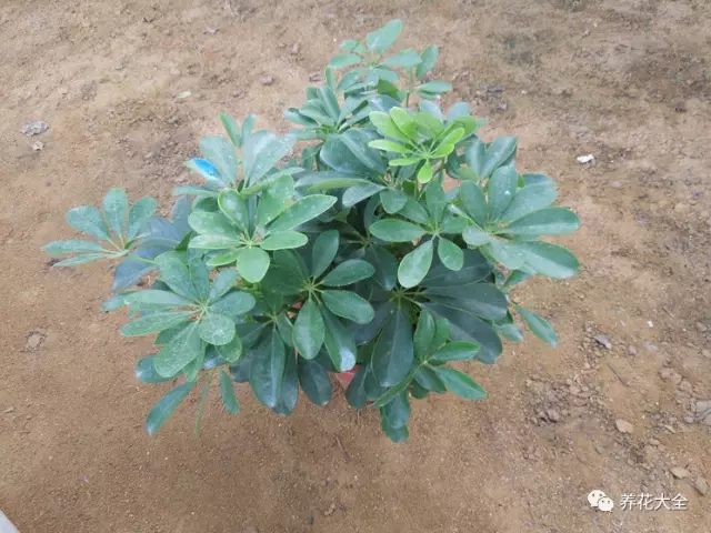 虎皮兰和文竹哪个好养